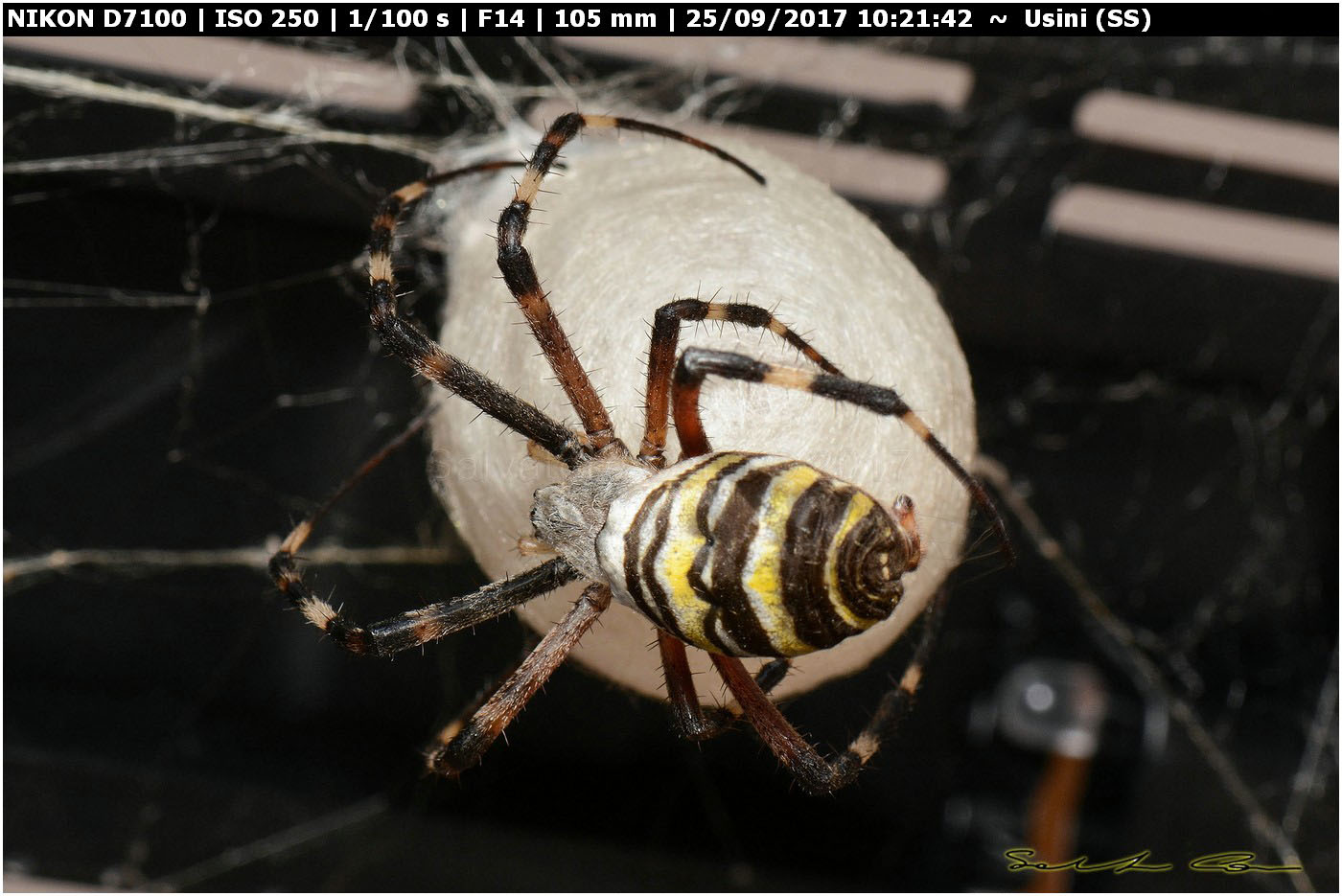 Argiope bruennichi deposizione e costruzione ovisacco